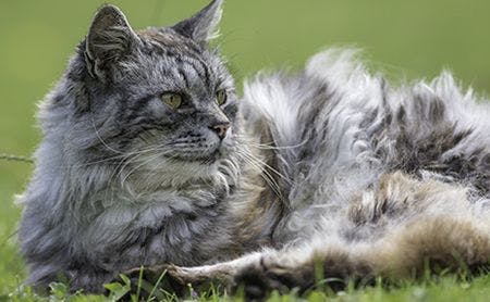 veterinary-cat-lying-in-grass-AdobeStock-119790020-450.jpg