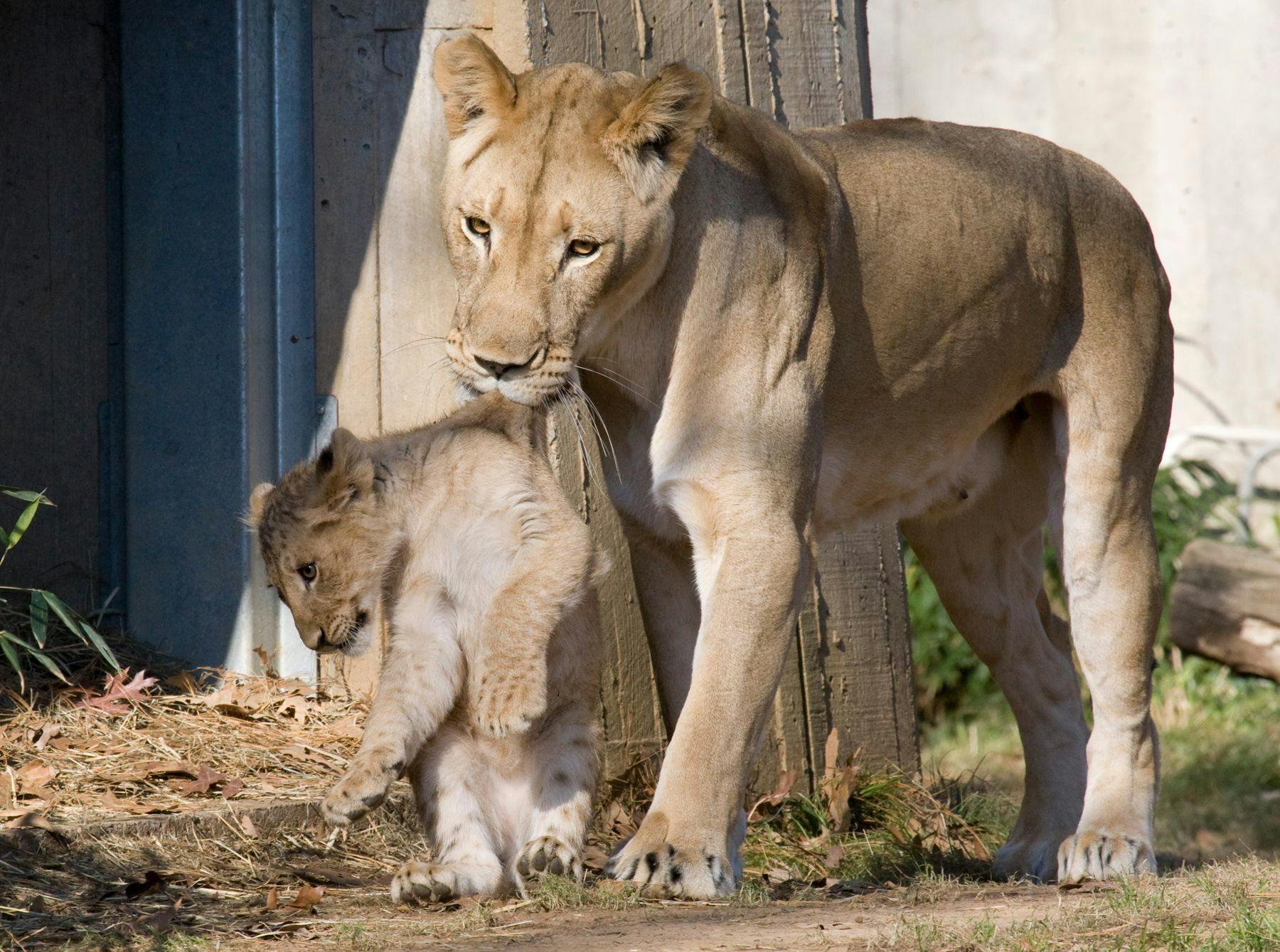Naba, with one of her cubs in 2011 (Photo courtesy of Smithsonian’s National Zoo and Conservation Biology).
