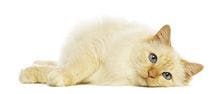 Veterinary_veterinary-cat-kitten-lay-163590184_220px.jpg