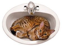 veterinary-Animals---Bengal-cat-in-the-sink_220px_90666083.jpg