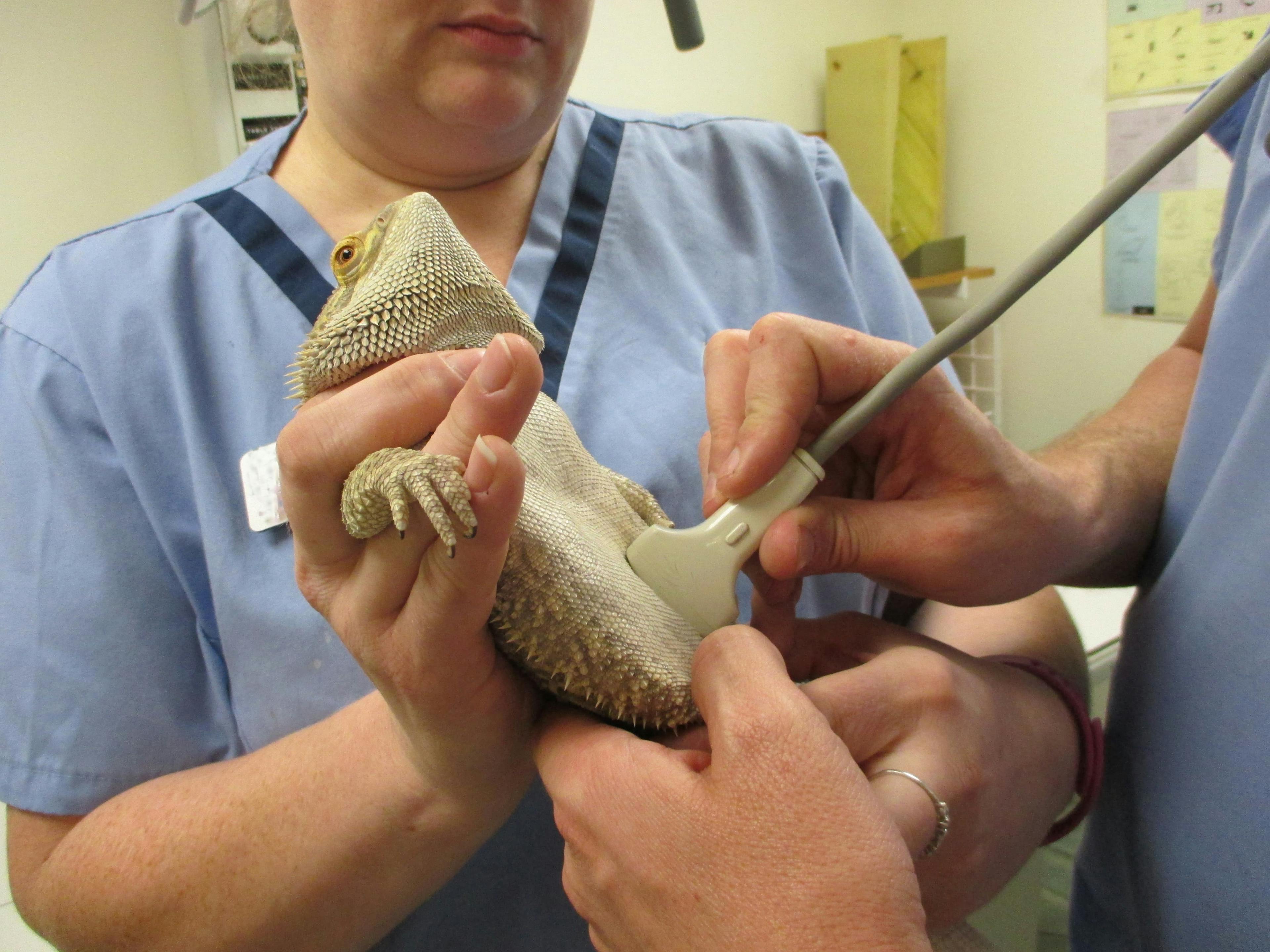 Ultrasound of the liver in a bearded dragon