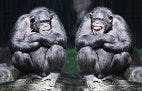Social Behavior in Chimps Improves Gut Microbe Diversity