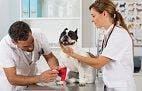 NY Vet: Skin Conditions That Can Signal an Emergency