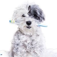 The Educated Client: Doggie Home Dental Care