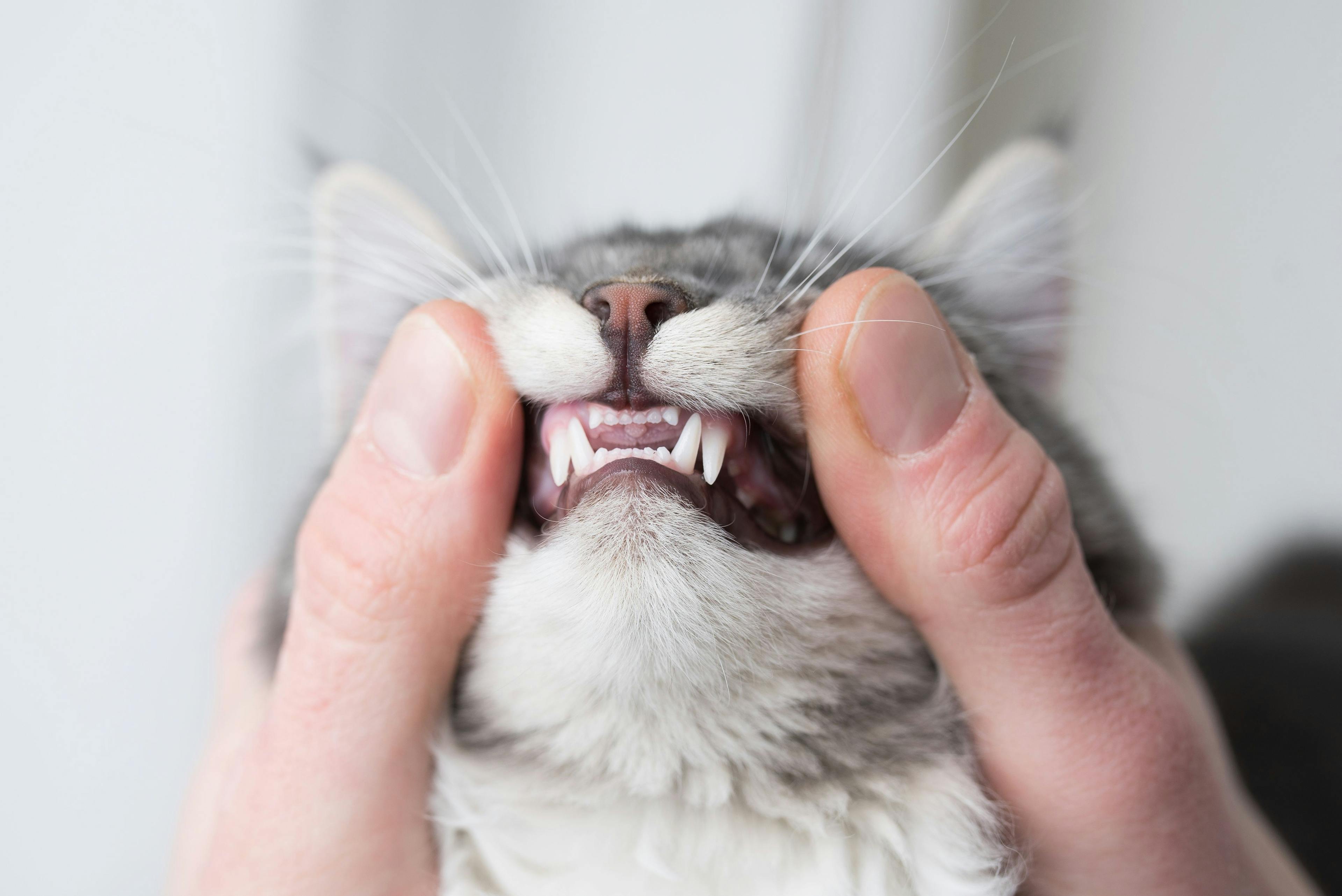 Cat getting teeth looked at