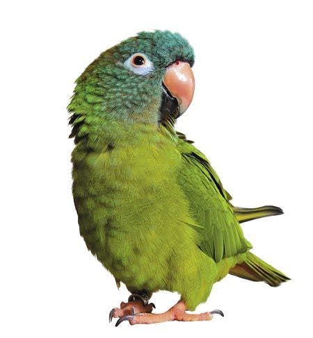 veterinary-beautiful-and-colorful-isolated-parrot-450px-shutterstock-134565680.jpg