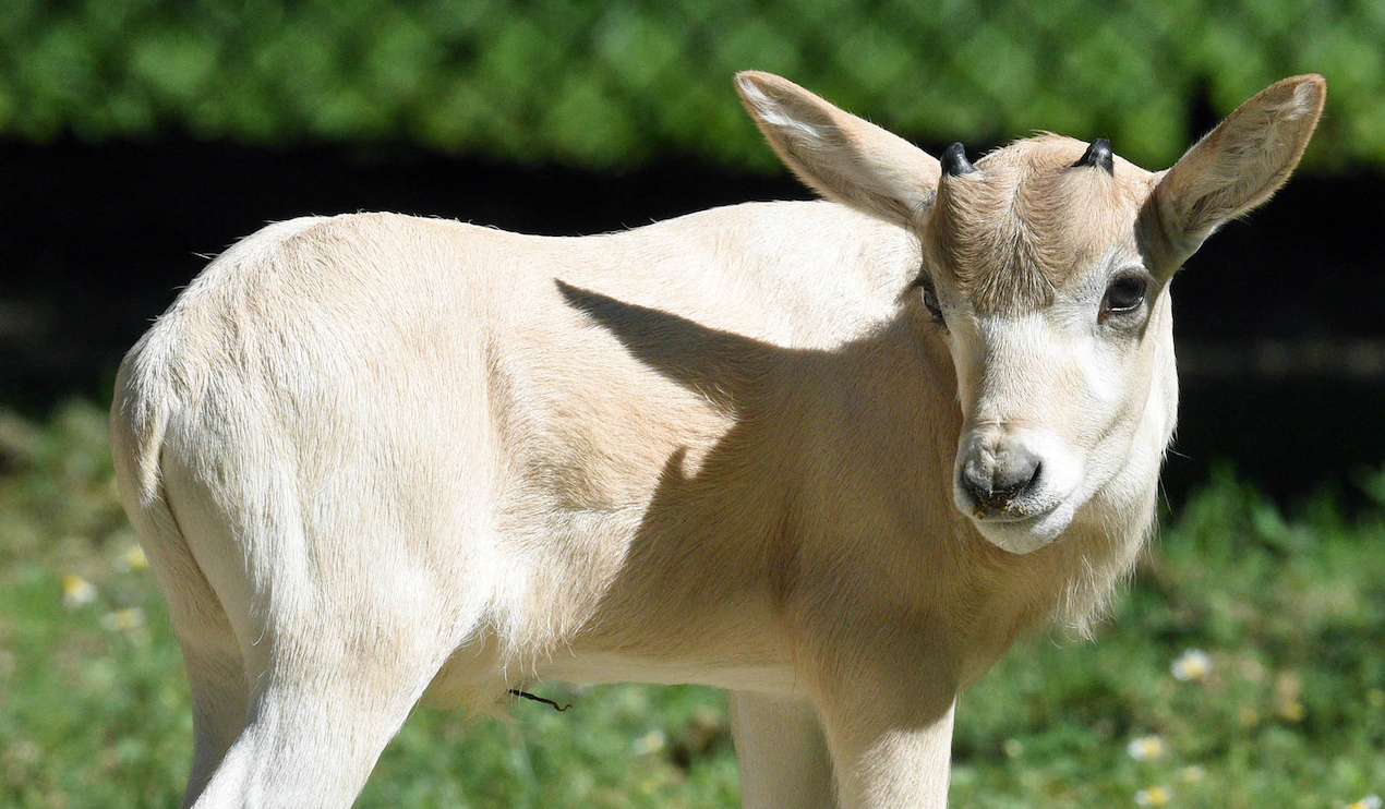 Brookfield Zoo welcomes critically endangered antelope