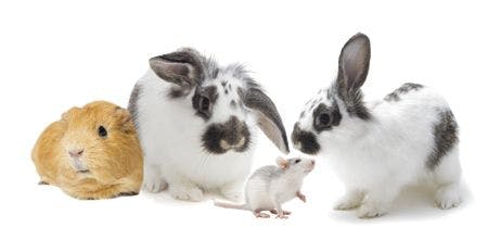 veterinary-rodents-on-white-background-450px-shutterstock-238659376.jpg