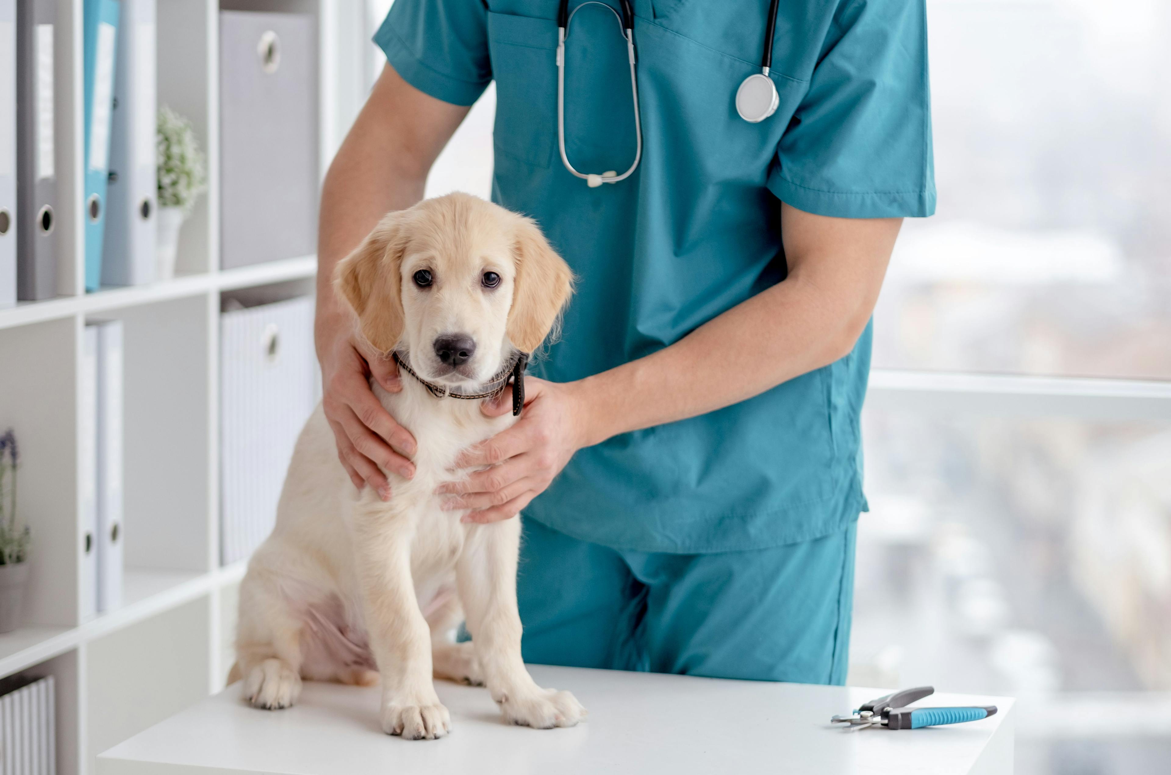 New Jersey veterinary hospital issues warning over Parvovirus spike 