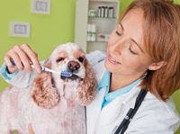 veterinary_dog_teeth_dental-709363-1384191418278.jpg