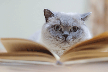 veterinary-cat-book-1007534908-450.gif