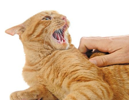 veterinary-cat-ginger-angry-bite-hand_450px_177033046.jpg
