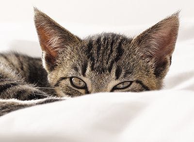 Kitten-peering-over-blankets-842933-1404210864170.jpg