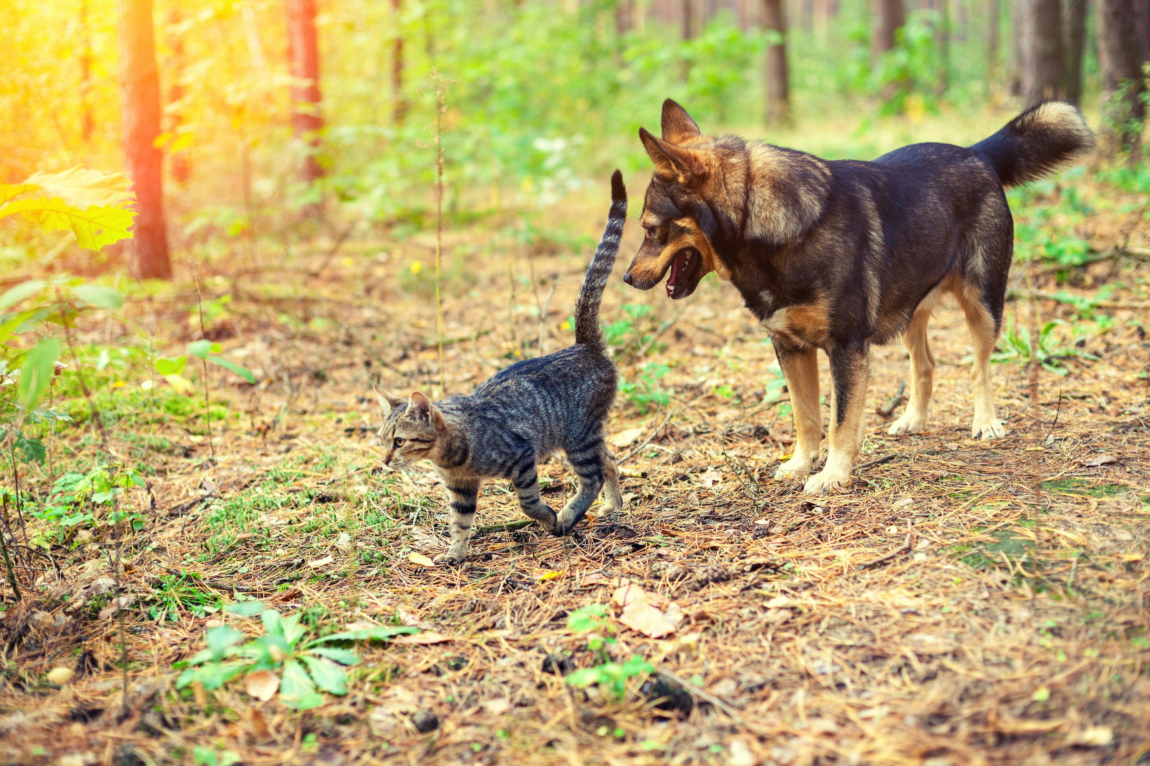 dog and cat in woods