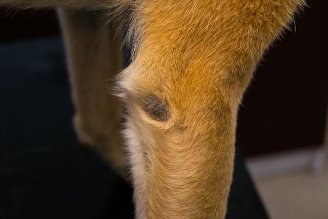 Canine pyoderma