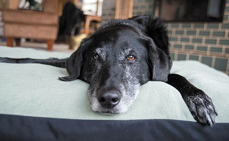 veterinary-dog-relaxing-at-home-460px-shutterstock-170684282-1.jpg