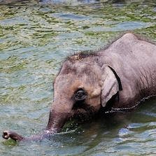 Baby Elephant Receives Hydrotherapy After Injury
