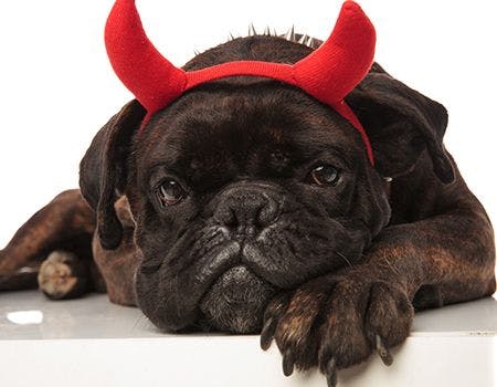 veterinary-devil ears-main.jpg