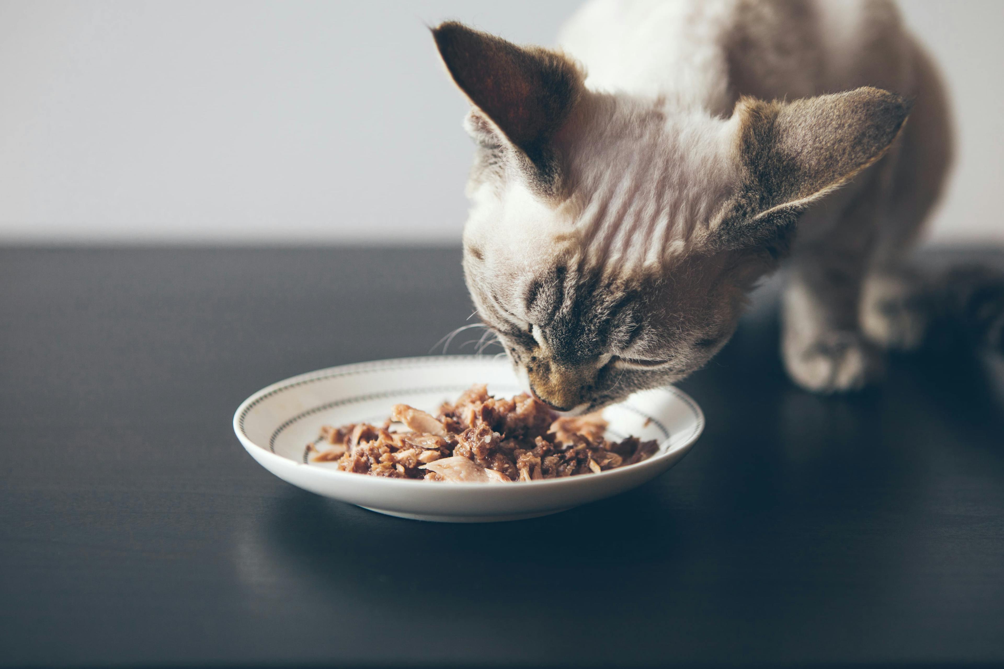 cat eating from dish / veera / stock.adobe.com