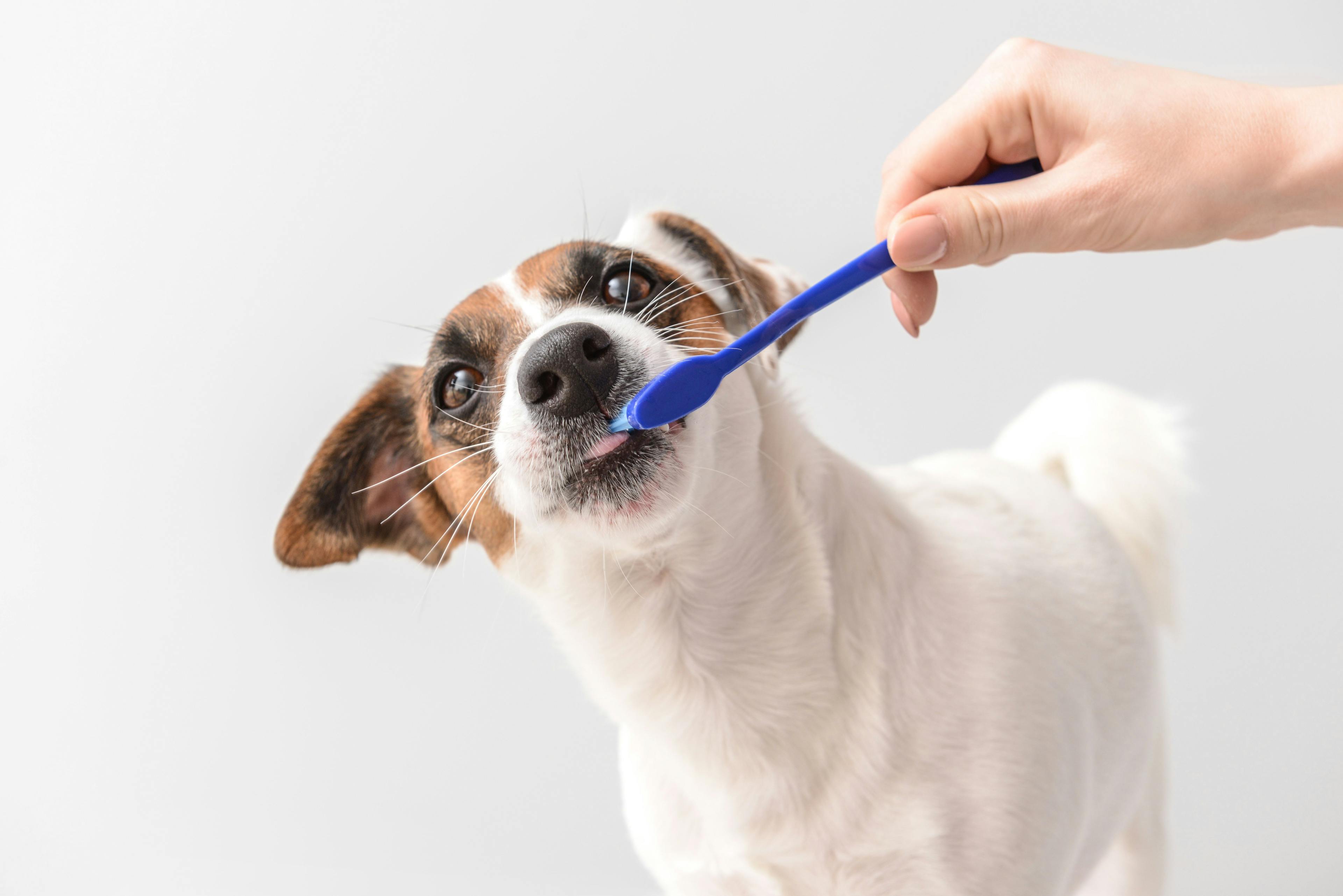 Keep your patients' mouths clean with these 3 pet toothbrushes