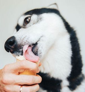 veterinary-husky-dog-eats-ice-cream-in-the-summer-shutterstock-683305294-body.jpg
