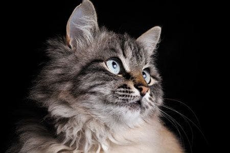 veterinary-cat-fashion-portrait-of-a-fluffy-pedigree-cat-shutterstock-512848027_450.jpg