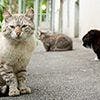 veterinary-cat-team-angry-AdobeStock_299578791-100.jpg