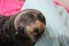 Surgery to Treat Hydrocephalus in a Seal Proves Successful 