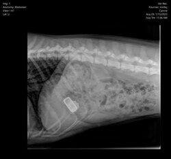 The Fitbit lodged in Harley's stomach as shown in this radiograph (Photo courtesy of Pet Poison Helpline). 