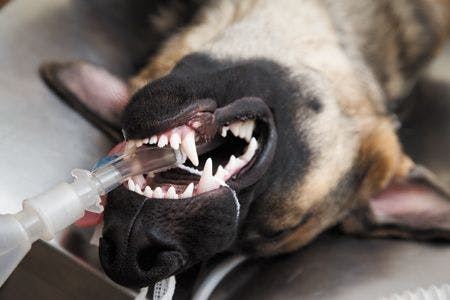 veterinary-large-dog-under-anesthesia-in-veterinarian-clinic-450px-shutterstock-42124051.jpg