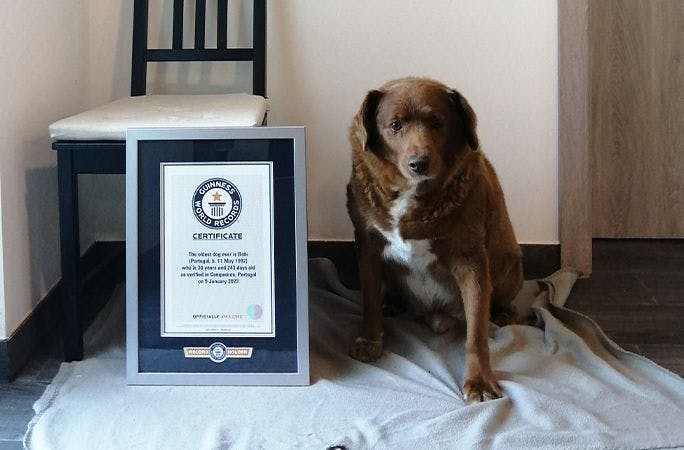 Bobi receiving his Guinness World Record certificate (February 2023). 