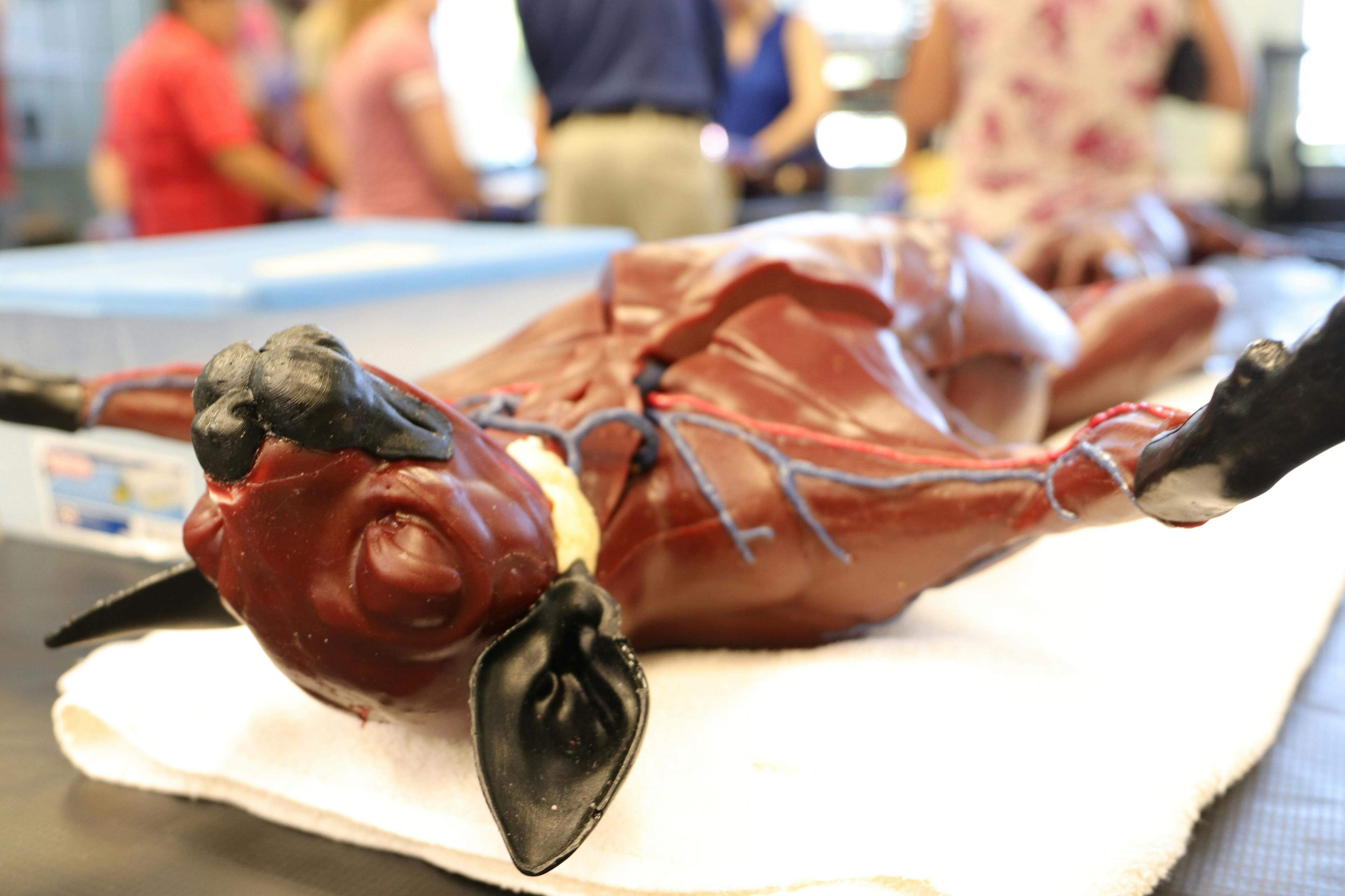 SynDaver launches new synthetic feline surgical training model