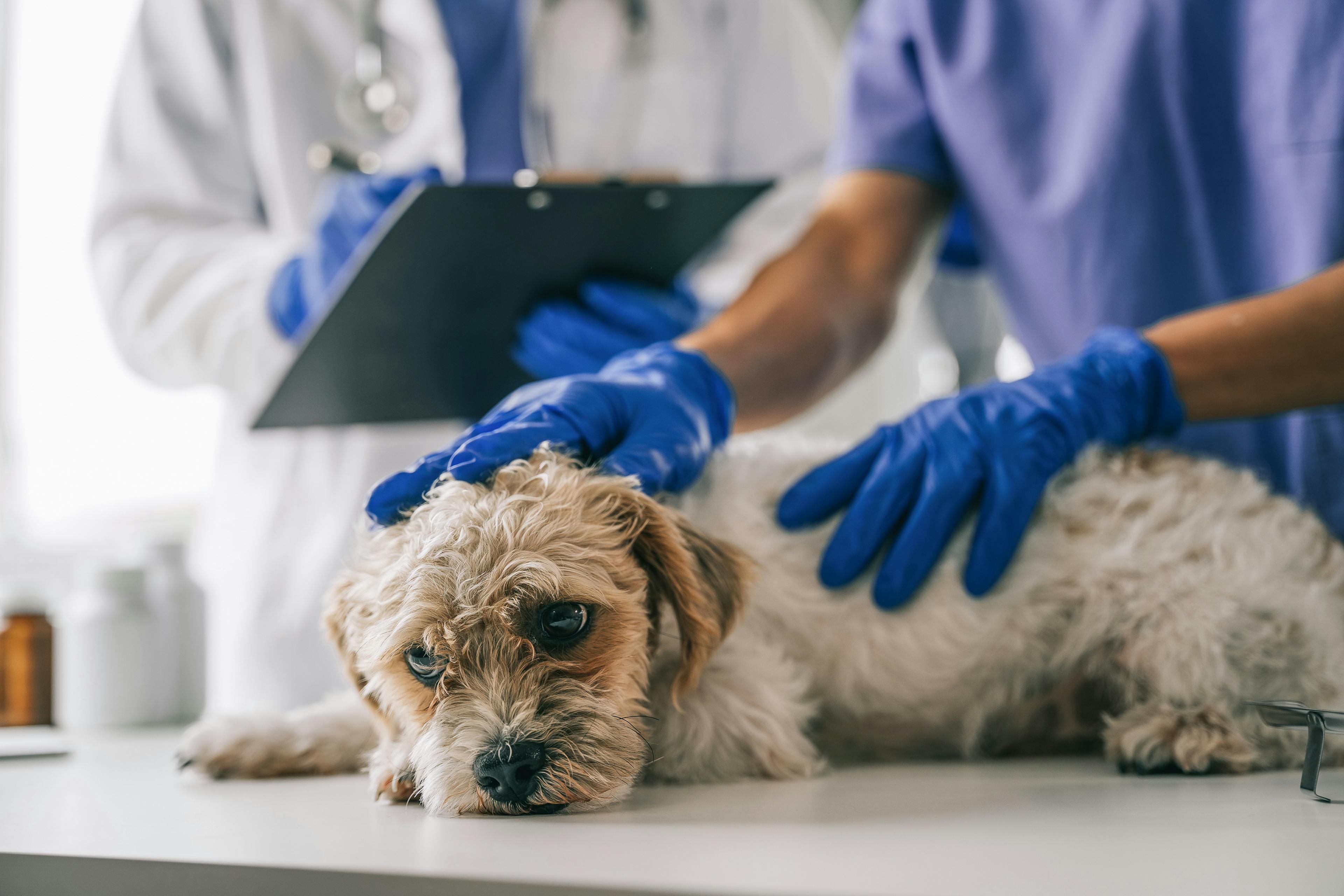 Nonprofit animal hospital reports nearly 55,000 patient visits in 2022