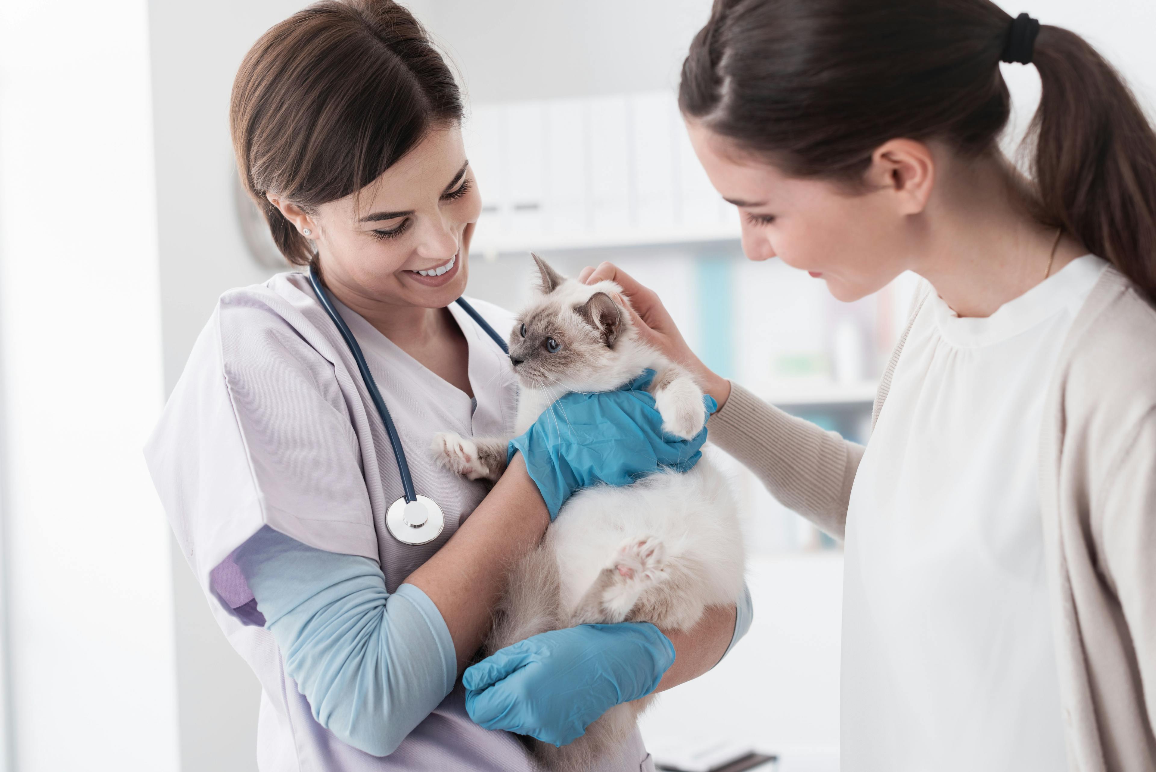VMX 2020—14 tips for a better feline veterinary appointment 