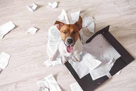 veterinary-bad-dog-sitting-on-the-torn-pieces-of-important-documents-naughty-pets-at-home-450px-shutterstock-465231806.jpg