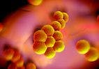 The Biggest Risk Factor for MRSA Carriage Among Veterinary Workers