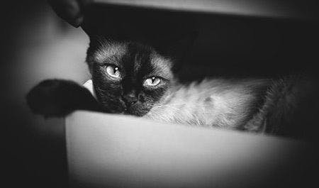 veterinary-black-and-white-cat-siamese-sad-AdobeStock_258706026-450.jpg