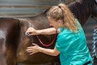 The Equine Referral Experience