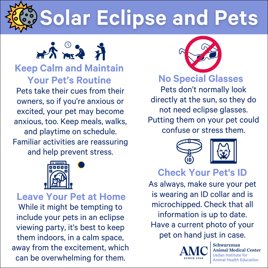 Solar eclipse and pets