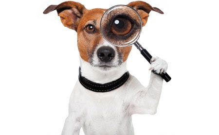 Dog with magnifying glass