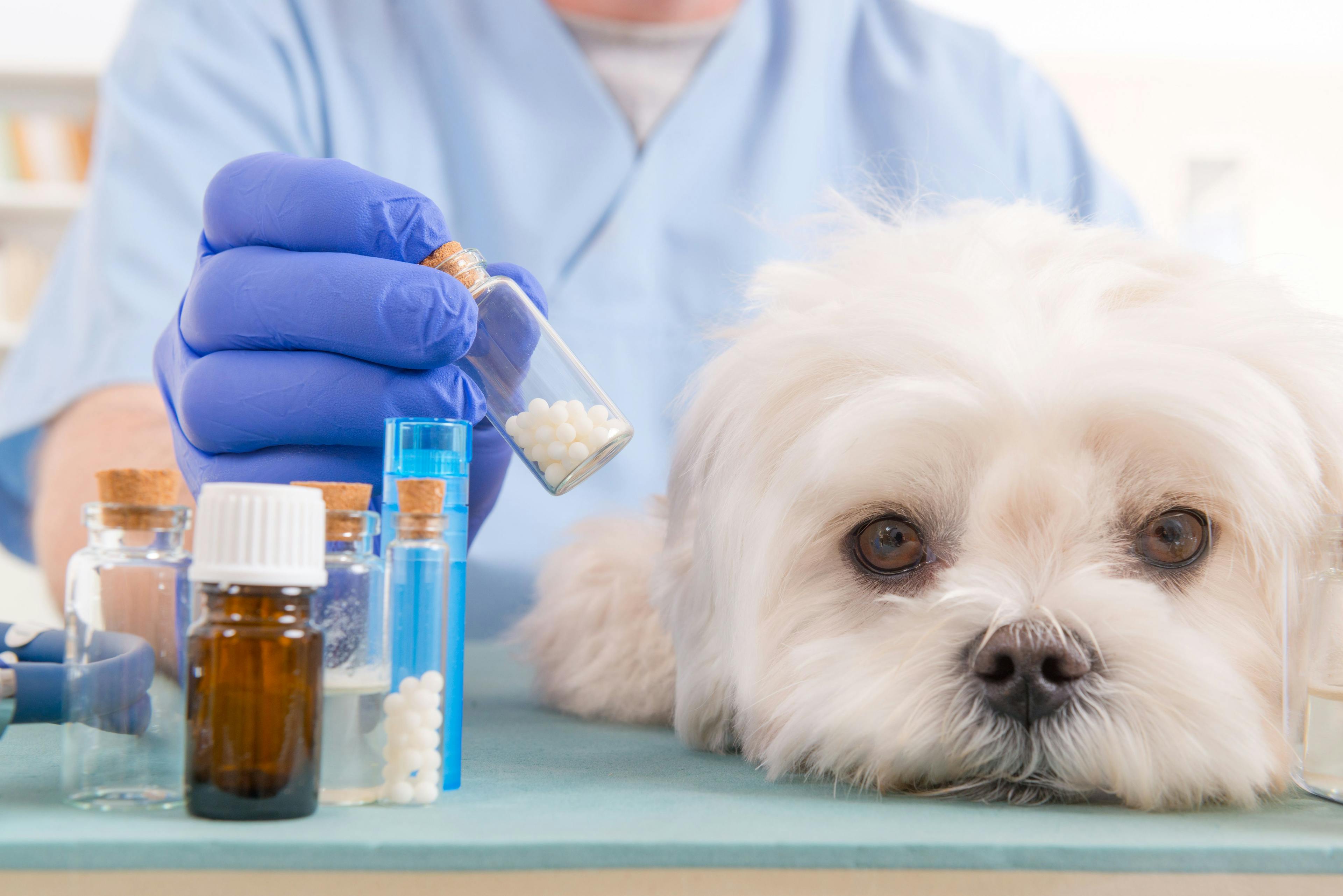 Vet-shopping and potential controlled substance misuse in pet owners