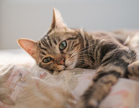 veterinary-cute cat-main.jpg