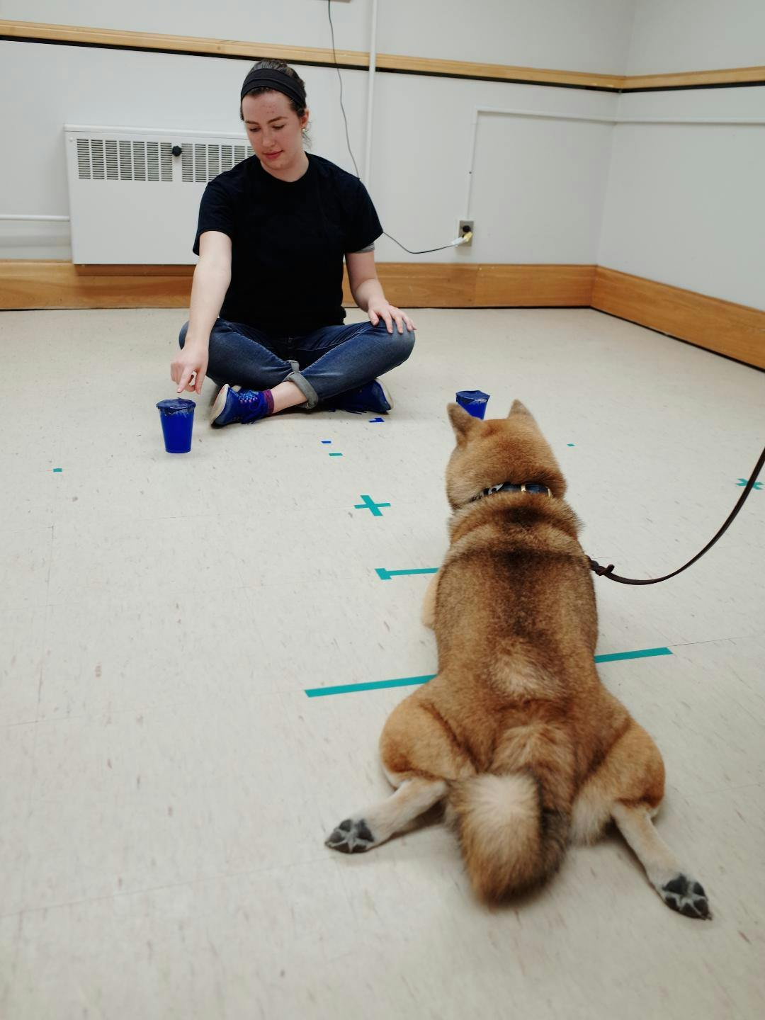 One Person Pointing Behavior Exercise ( Images courtesy of the Brown University Canine Cognition Research Lab) 