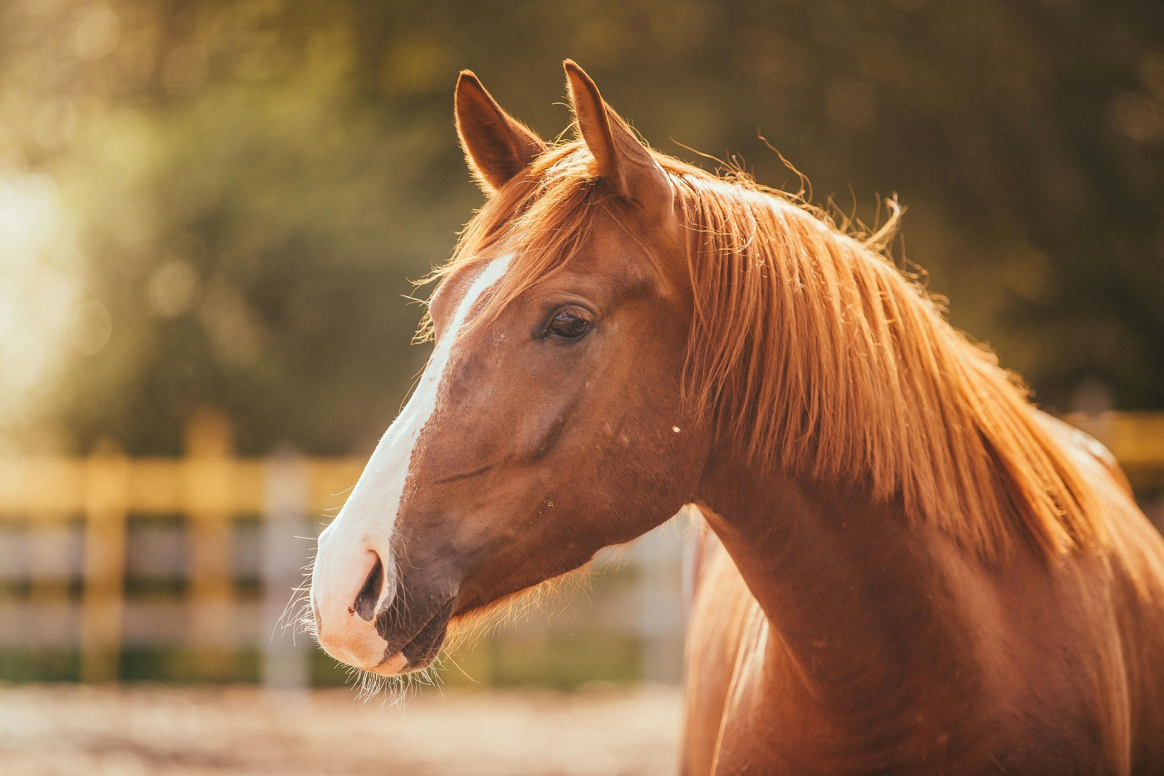 AAEP publishes Equine Piroplasmosis guidelines