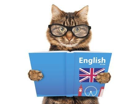 veterinary-funny-cat-is-learning-english-cat-reading-a-book-450px-shutterstock-291812558.jpg