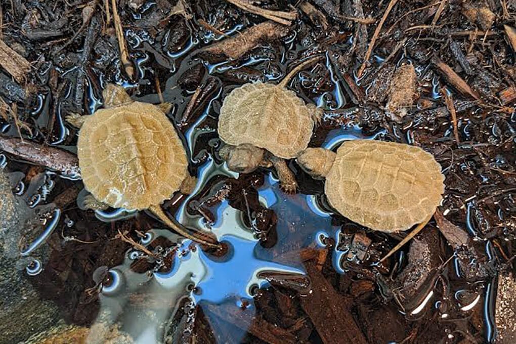 Maryland Zoo raising wood turtles to release in wild 