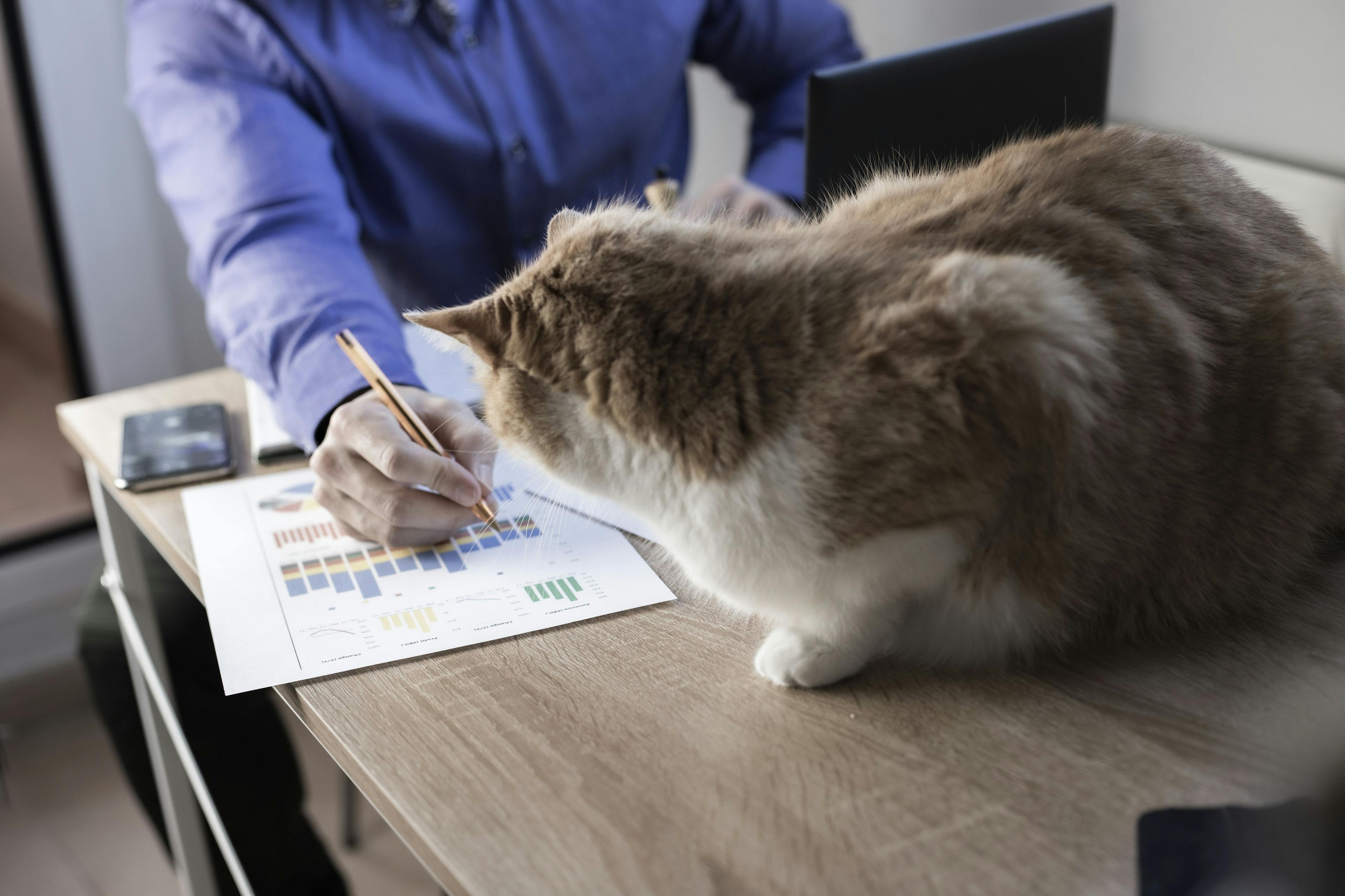 Cat looking at pricing document
