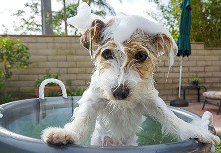 veterinary-dog-bath-450-136815148.jpg