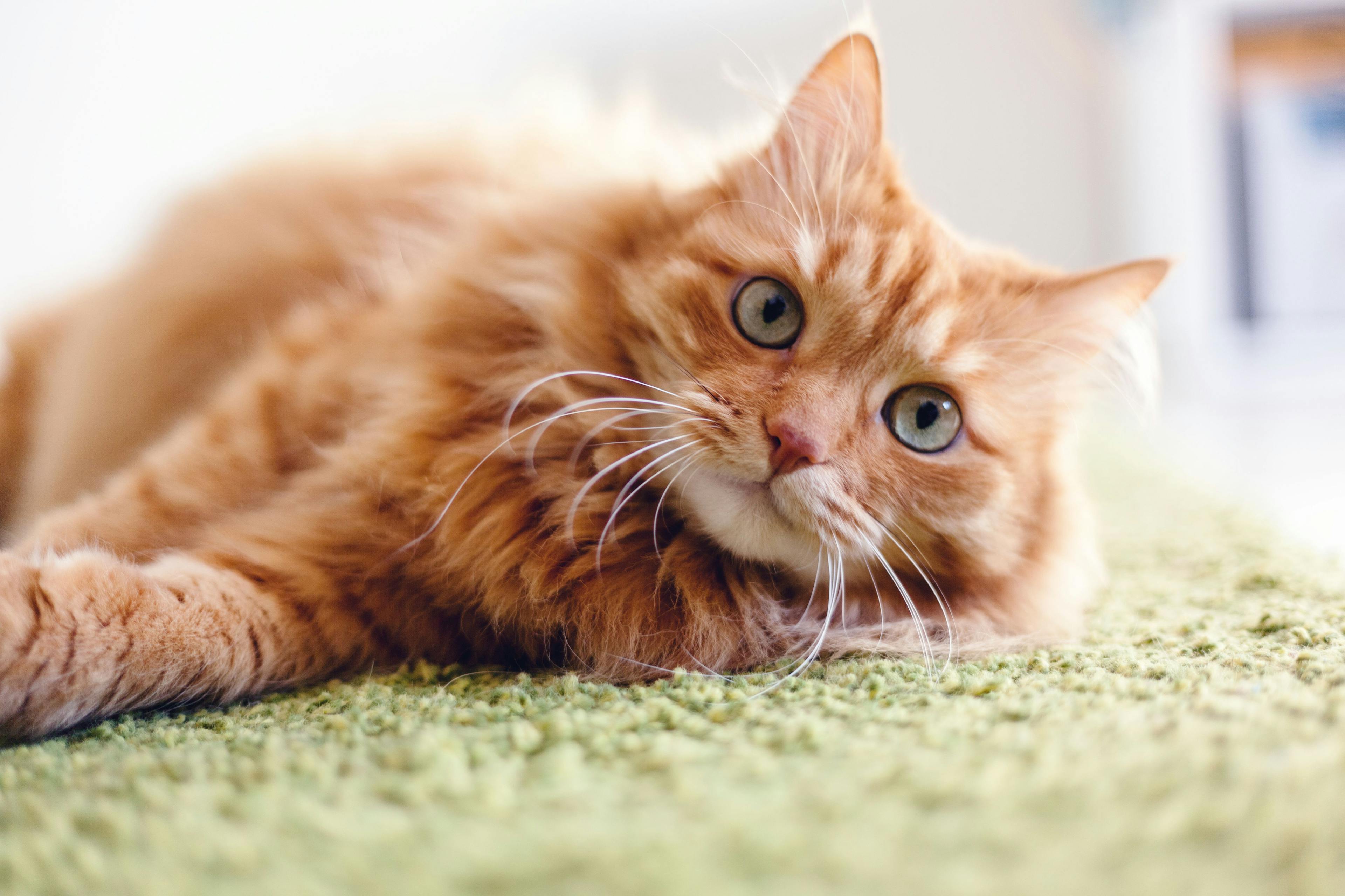3 Must-reads on feline behavior