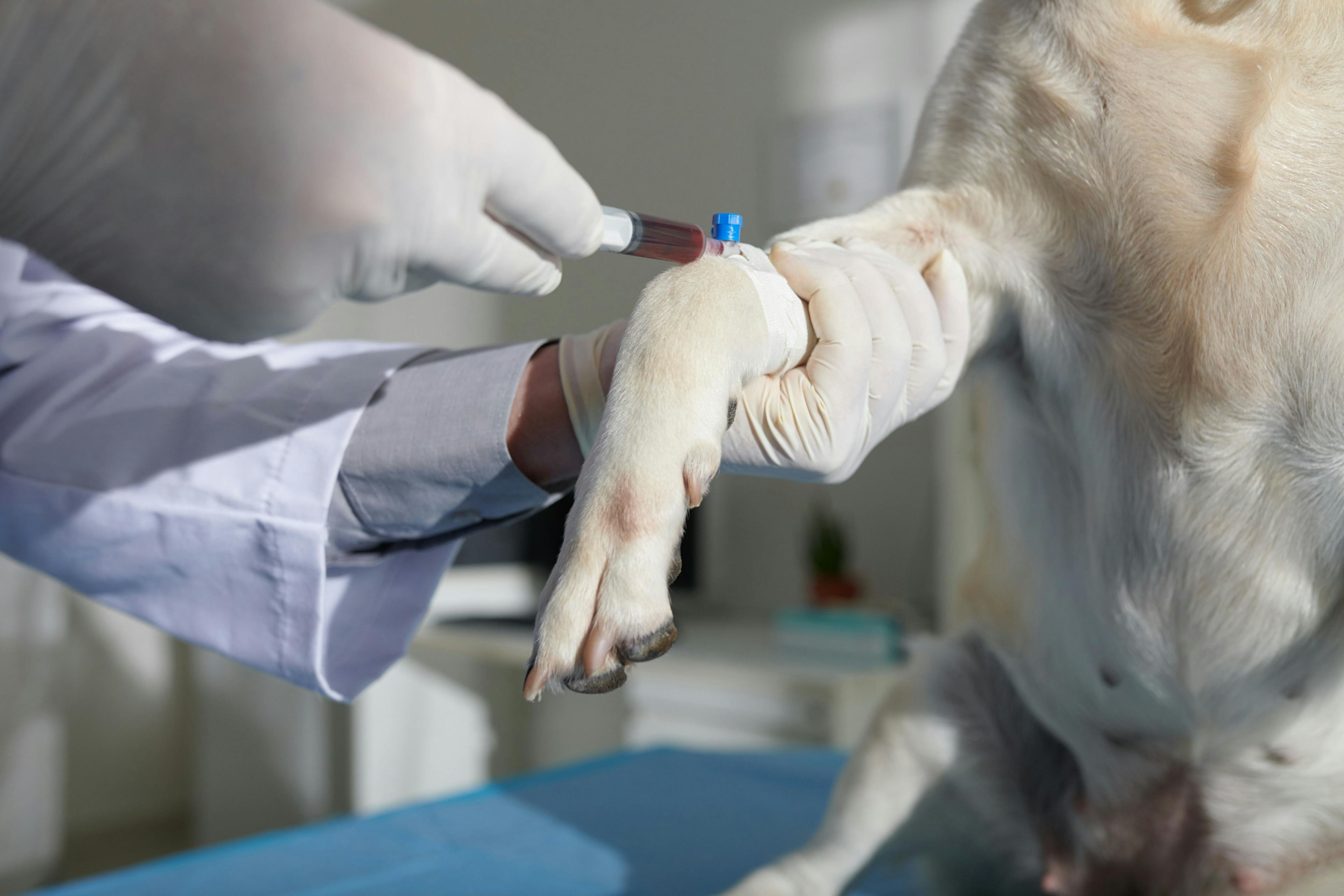 New national blood bank program aims to help save dogs 